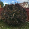 Berberis thunbergii 'Atropurpurea' - Thunbergi kukerpuu 'Atropurpurea' C4/4L